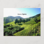 Tea Plantation, Cameron Highlands, Maleisië Briefkaart (Voorkant)