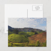 Tea Plantation Kerala staat India Briefkaart (Voorkant / Achterkant)