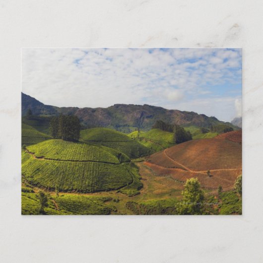 Tea Plantation Kerala staat India Briefkaart (Voorkant)