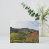Tea Plantation Kerala staat India Briefkaart (Staand voorkant)