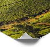 Tea Plantation Kerala staat India Poster (Hoek)