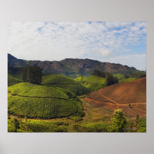 Tea Plantation Kerala staat India Poster (Voorkant)