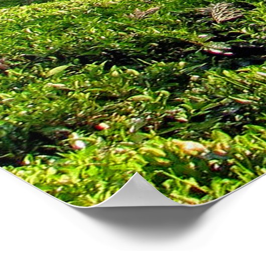 Tea Plantation Poster (Hoek)