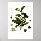 Tea Poster (Voorkant)