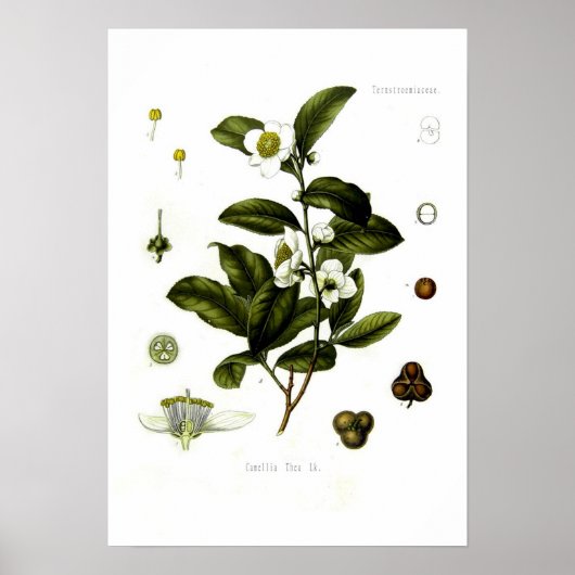 Tea Poster (Voorkant)