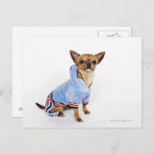 Teacup Chihuahua Briefkaart (Voorkant / Achterkant)