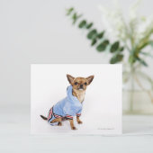 Teacup Chihuahua Briefkaart (Staand voorkant)