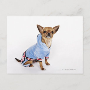 Teacup Chihuahua Briefkaart