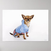 Teacup Chihuahua Poster (Voorkant)