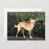 Teacup Chihuahua Puppy Briefkaart (Voorkant / Achterkant)