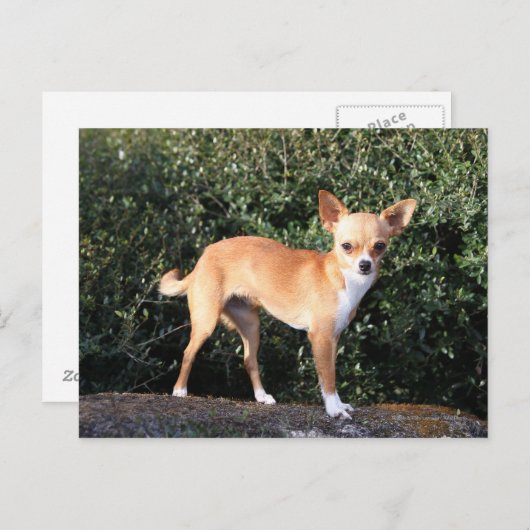 Teacup Chihuahua Puppy Briefkaart (Voorkant / Achterkant)