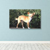 Teacup Chihuahua Puppy Canvas Afdruk (Insitu (Houten vloer))