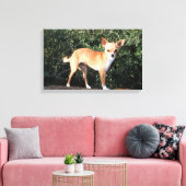 Teacup Chihuahua Puppy Canvas Afdruk (Insitu (Woonkamer))