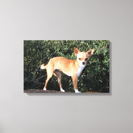 Teacup Chihuahua Puppy Canvas Afdruk (Voorkant)