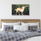 Teacup Chihuahua Puppy Canvas Afdruk (Insitu (Slaapkamer))