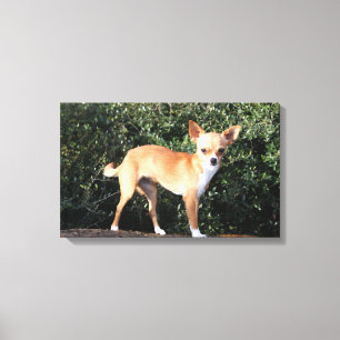 Teacup Chihuahua Puppy Canvas Afdruk