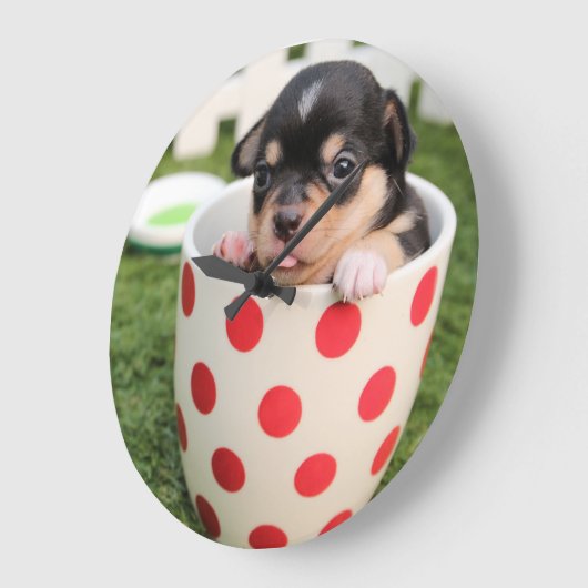 Teacup Chihuahua Puppy Grote Klok (Hoek)