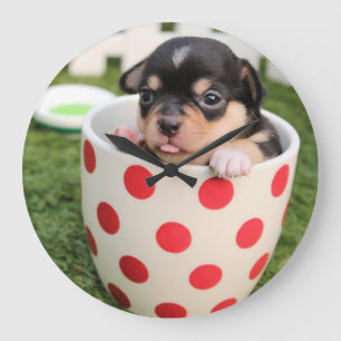 Teacup Chihuahua Puppy Grote Klok