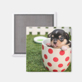 Teacup Chihuahua Puppy Magneet (Voorkant / Achterkant)