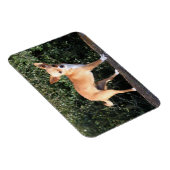 Teacup Chihuahua Puppy Magneet (Rechterzijde)