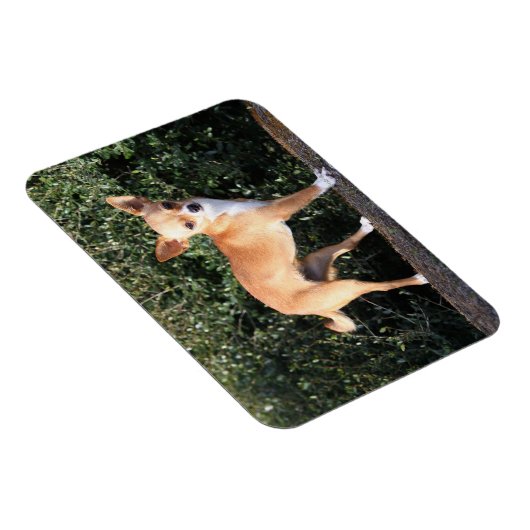 Teacup Chihuahua Puppy Magneet (Rechterzijde)