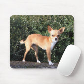 Teacup Chihuahua Puppy Muismat (Met muis)