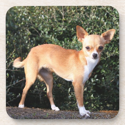 Teacup Chihuahua Puppy Onderzetter (Voorkant)