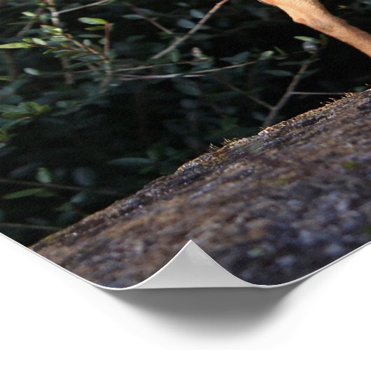 Teacup Chihuahua Puppy Poster (Hoek)