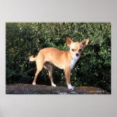 Teacup Chihuahua Puppy Poster (Voorkant)