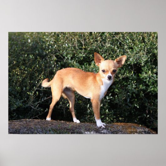 Teacup Chihuahua Puppy Poster (Voorkant)