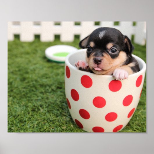 Teacup Chihuahua Puppy Poster (Voorkant)