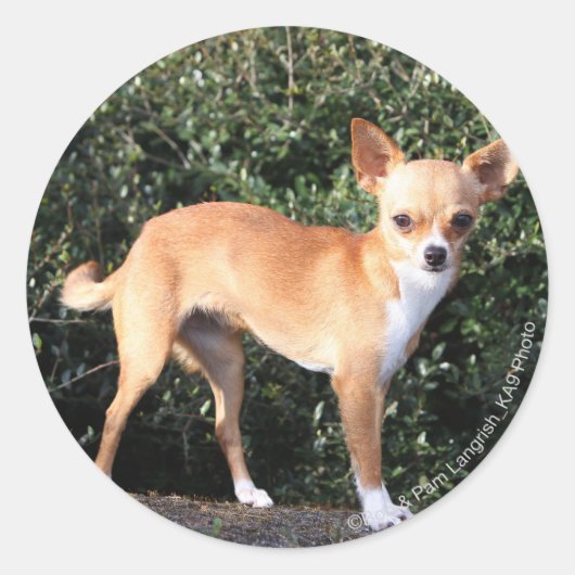 Teacup Chihuahua Puppy Ronde Sticker (Voorkant)