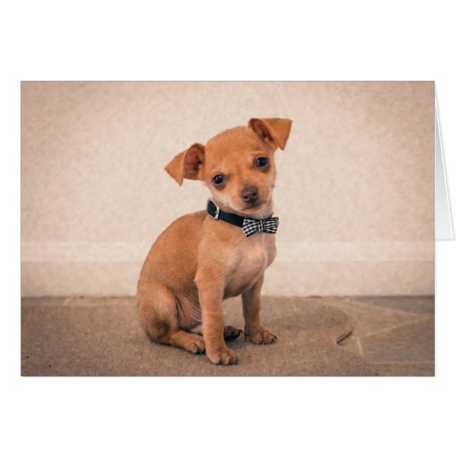 Teacup Puppy (Voorkant Horizontaal)