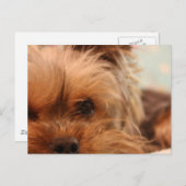 teacup yorkie puppy briefkaart (Voorkant / Achterkant)