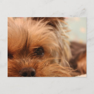 teacup yorkie puppy briefkaart