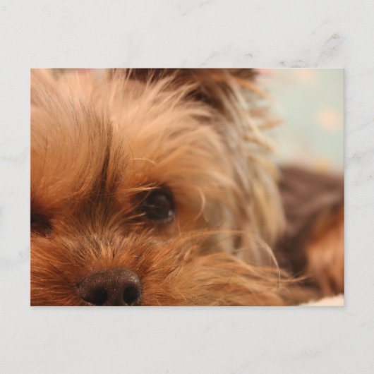 teacup yorkie puppy briefkaart (Voorkant)