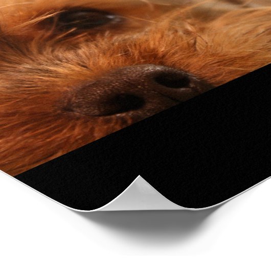 Teacup Yorkshire Puppy Poster (Hoek)