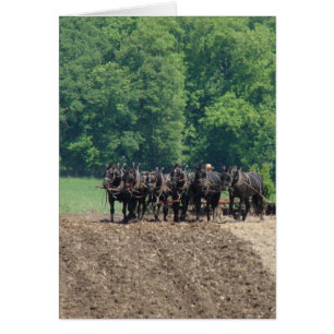 Team met zes paarden