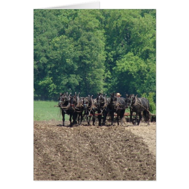 Team met zes paarden (Voorkant)