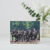 Team met zes paarden briefkaart (Staand voorkant)