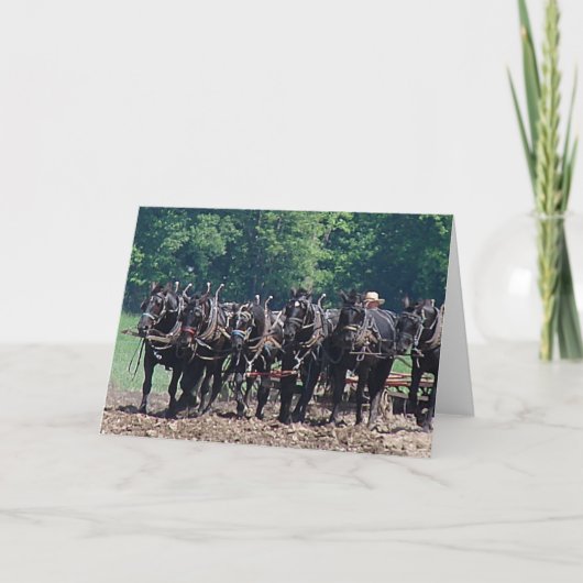 Team met zes paarden kaart (Voorkant)