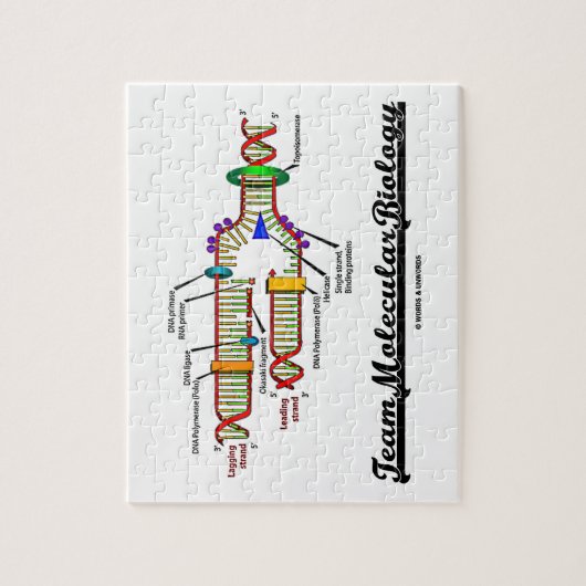 Team Moleculaire biologie (DNA-replicatie) Legpuzzel (Verticaal)