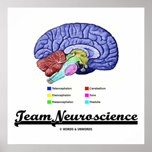 Team Neuroscience (hersenanatomie Attitude) Poster (Voorkant)