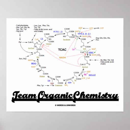 Team Organic Chemistry (Krebs Cycle TCAC) Poster (Voorkant)