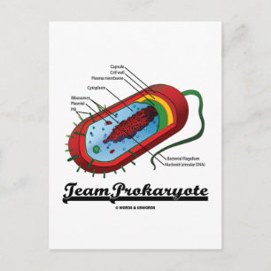Team Prokaryote Briefkaart