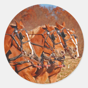 Team voor paarden in het veld ronde sticker