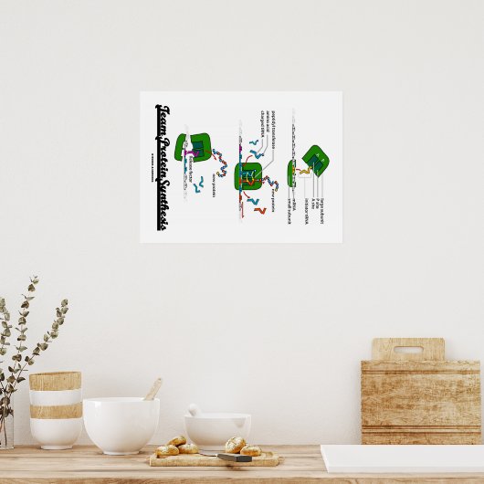 Teameiwitsynthese (biologie) poster (Keuken)