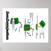 Teameiwitsynthese (biologie) poster (Voorkant)