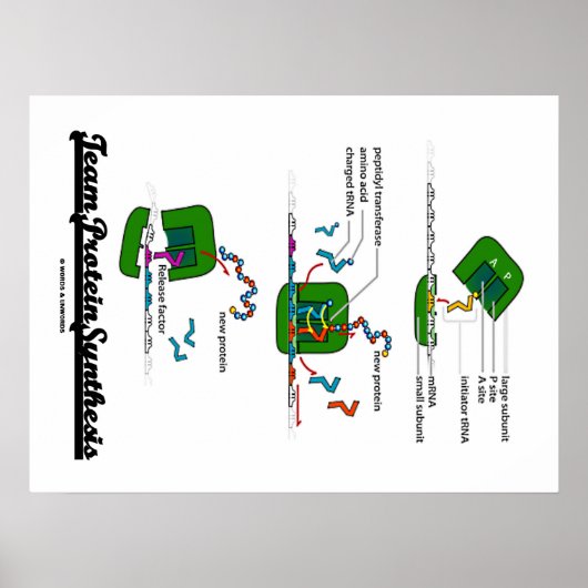 Teameiwitsynthese (biologie) poster (Voorkant)