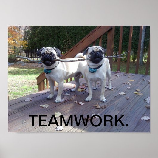Teamwerk Poster! Pugs werken samen! Poster (Voorkant)